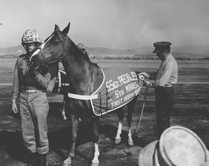 Sergeant Reckless Korean War Horse Served with Valor